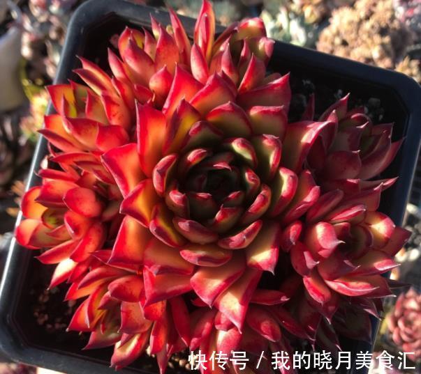 6种东云系多肉,皮实好养还漂亮,叶片肥厚霸气侧漏,值得拥有