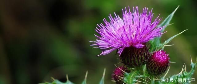 身体|这种“野花”采摘要带工具，摘下直接煮水喝，对人身体好