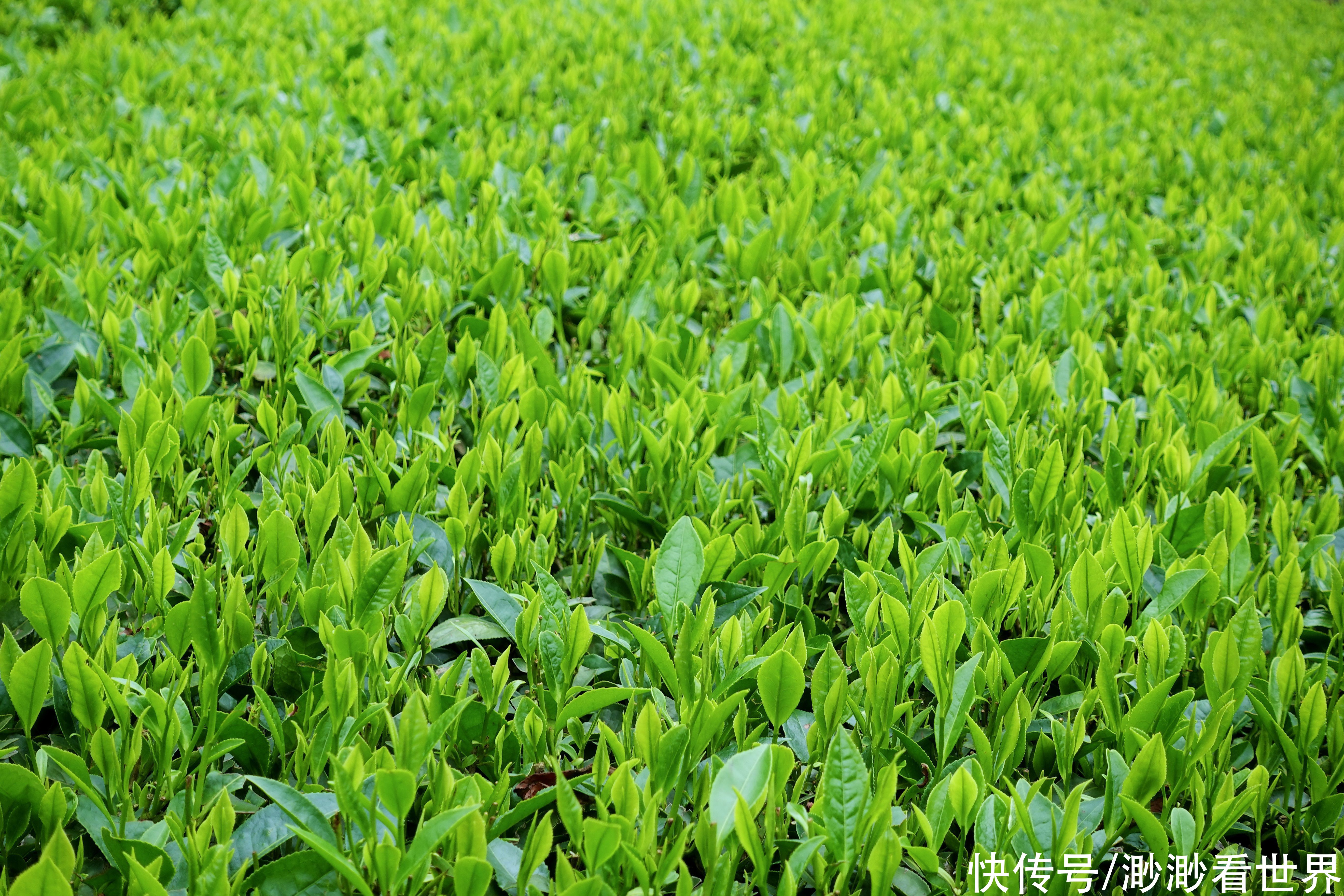 老两口|湖北大山深处，隐藏着一处人间秘境，被誉为中国最后的香格里拉