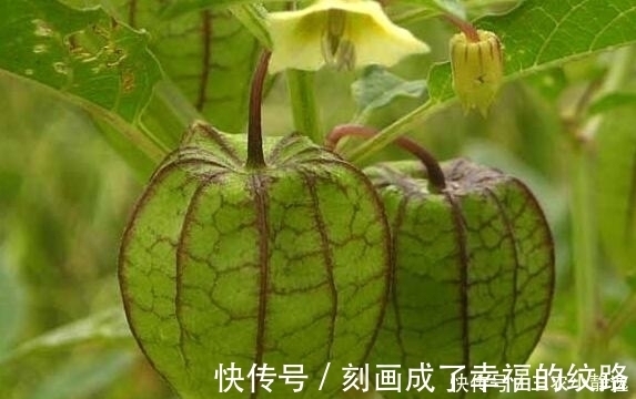 灯笼草|农村这种野草,是一种珍贵中草药,治疗痔疮效果很明显