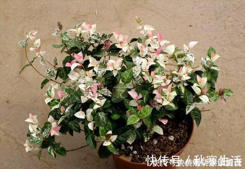 阳台|忘了绿萝吧!这花耐阴又好养,叶比花还美,是阳台盆栽佳品!