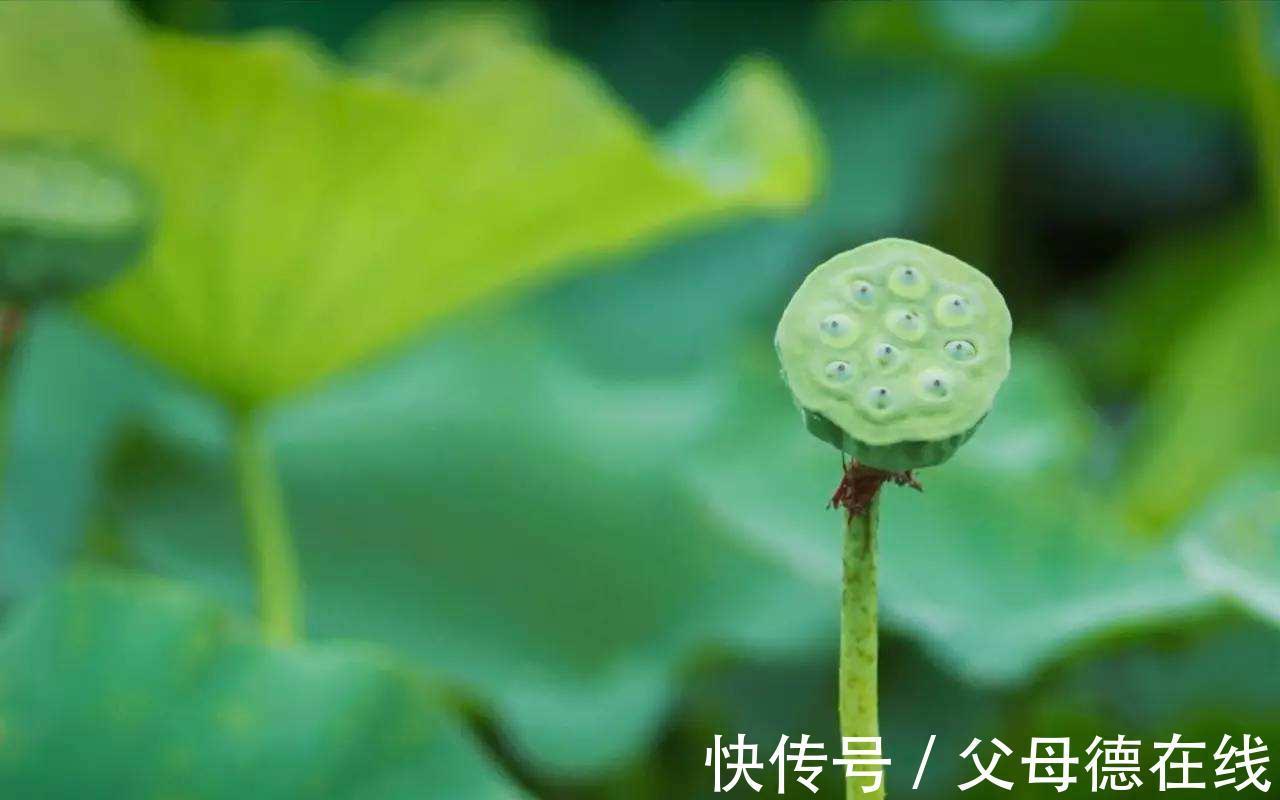 失眠|总是失眠睡不好？用它泡水喝，安心养心、助眠宁神，远离失眠烦恼