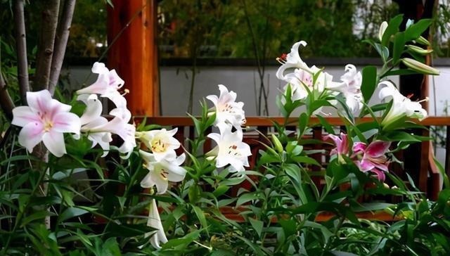 三楼奶奶不让我在一楼种花,事情解决了,出乎意料的让人难受