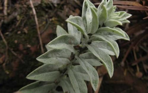 移植|它便是可贵“鹿茸草”，若有幸遇见，请答应我，要移植