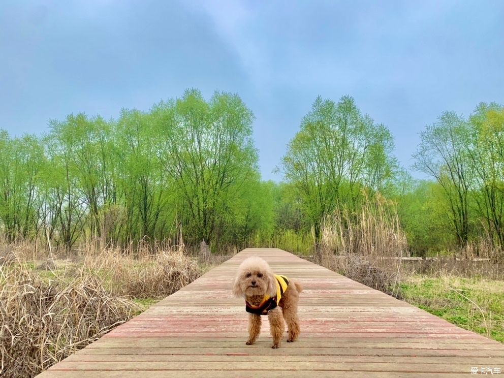 老年|打卡黄天荡湿地：古战场的遗址