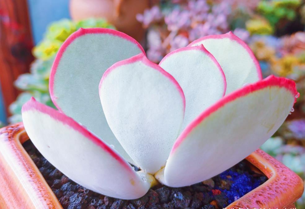 侧芽|养多肉的路上挂掉的多肉数不胜数，哪些品种挂掉之后让你最心痛？