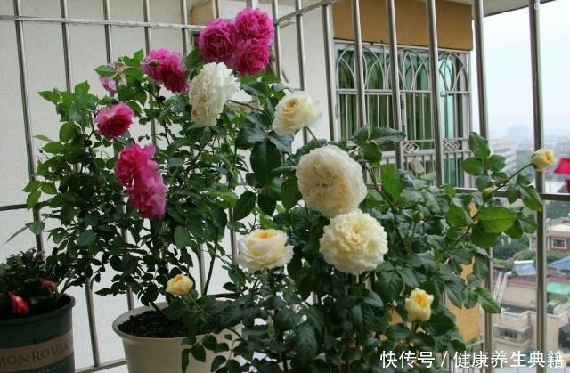 盆栽放阳台,别踩这4个“雷区”,否则耷拉、黄叶,死给你看!
