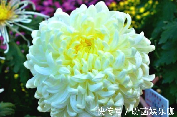 平时养菊花，就养盆“优良名菊”，花开“太白积雪”，洁白如玉！
