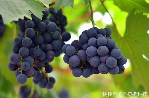 感冒|孕期多吃5种水果,预防感冒、缓解便秘气色好还不长胖