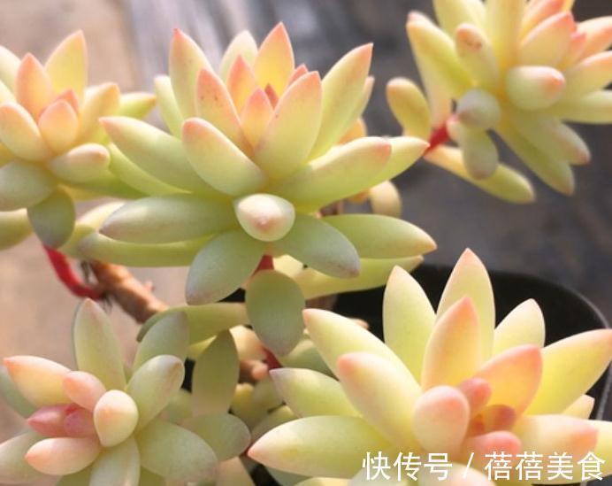 多肉千佛手怎么养殖