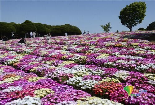 日本福冈公园雏菊绽放 宛如彩色鲜花地毯