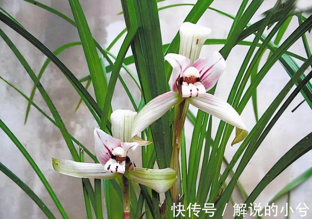 10年老花农养兰秘诀,往花盆加2玩意,根粗叶绿,开花旺