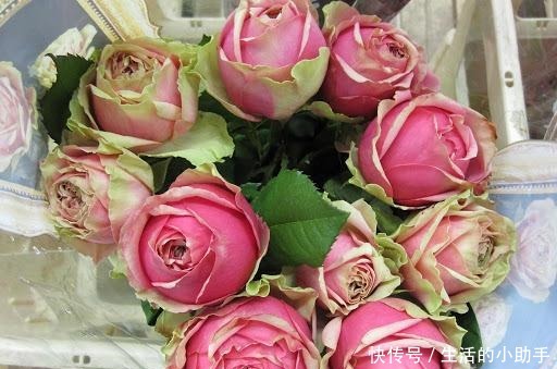 25款包子型月季,花开永不败,大花好养又丰花,新手推荐种植!