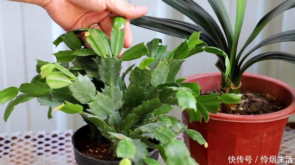 植株|君子兰、蟹爪兰钟爱的这种水,冬天来一杯,花苞爆增