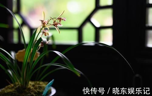 养殖兰花时，谨记僵苗的6个原因和救治办法，解决好了，苗壮芽旺