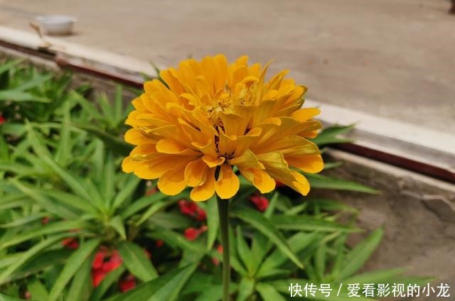  母亲的小院月季怒放，凤仙盛开！