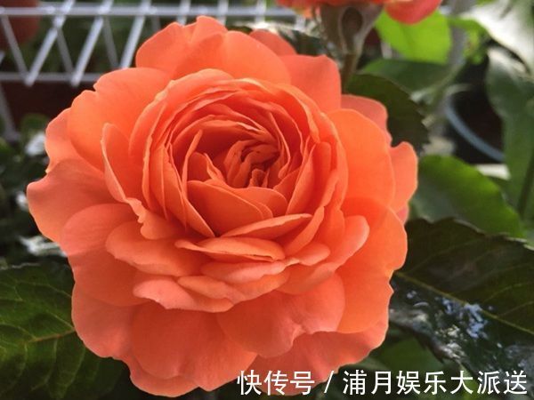 天竺葵|“优良月季”土星王阳台,丰腴婀娜,美丽怡人,开花很容易爆盆