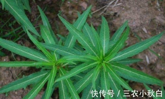 饲料|农村被称为“养肝草”,曾经只是牲畜的饲料,其实价值珍贵