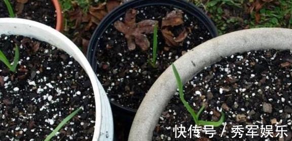 排水性|养花旧土该如何重复利用掌握这些,不用多费劲就能变成新土