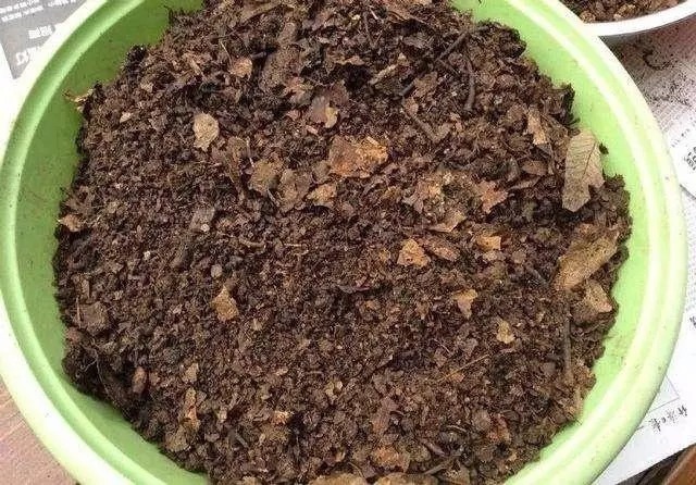 浇水|虎皮兰长得慢，只要做到1点，窜芽20个，叶片蹭蹭长，又多又茂盛