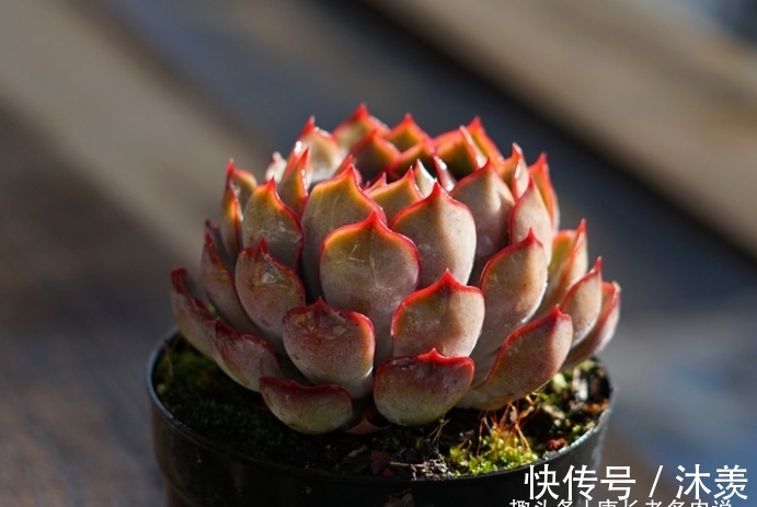 蓝绿色|多肉暗冰和菲欧娜,平常有七分相似,出状态后颜值则有云泥之别