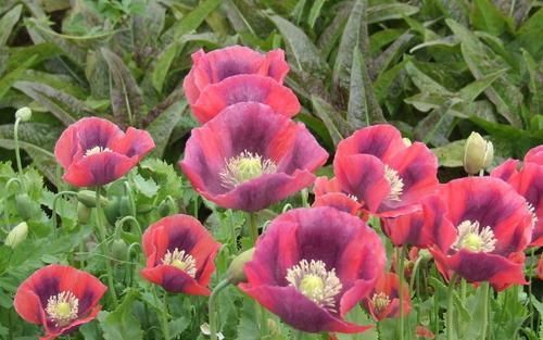  花朵|美艳动人的3款花，种植容易，花期几乎全年，观赏价值高