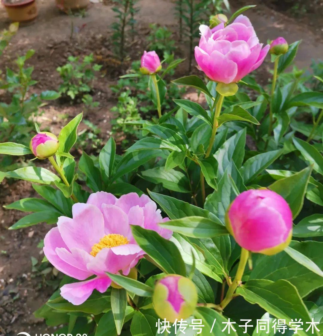 马上进入花期的花,10天一次肥,下个月就开花