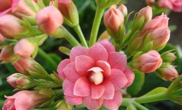 叶片|这几种花卉盆栽号称“天然空气清道夫”,养上一盆,不失眠睡得香