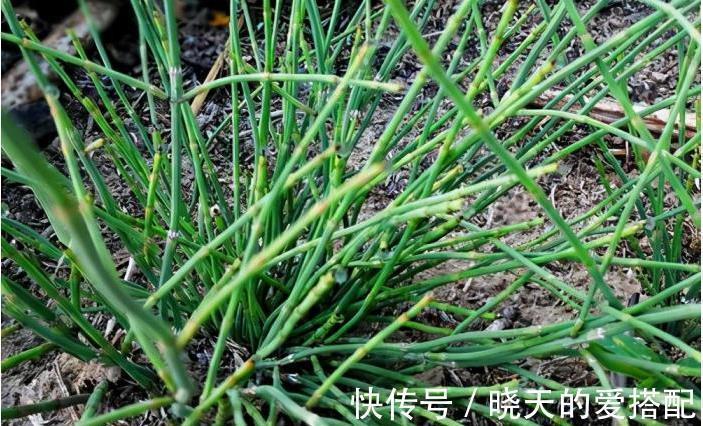 中草药@乡下一种节节草,农村娃不知是珍贵中草药,当作笔筒玩,如此可惜