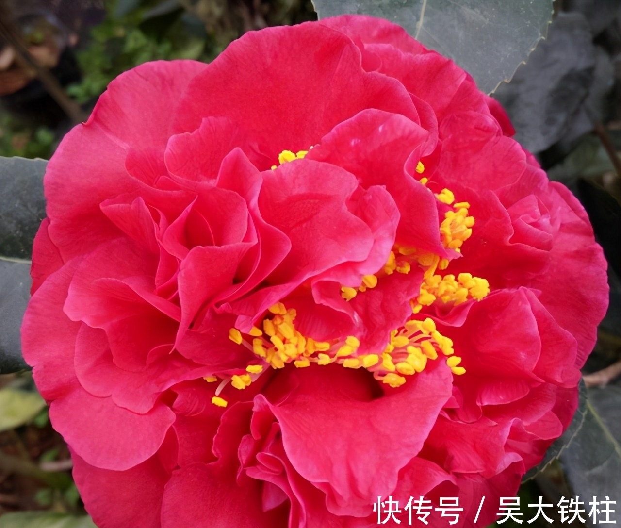 比牡丹还美的花卉,耐寒耐热还好养,一开就是大半年,现正值花期