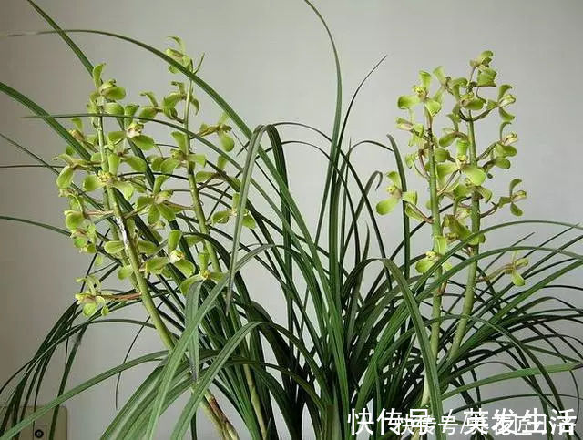 电风扇|养好蕙兰“四要素”缺一不可，特别记住最后一点，买家没有卖家精