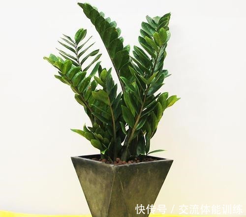 金钱树浇水按照这个方法来,黄叶少,根茎粗壮!