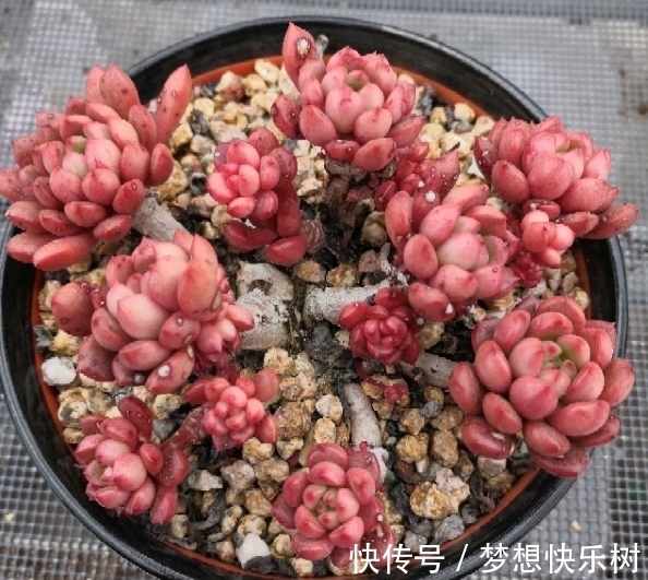 浇水|红宝石由绿变红，只需注意这5点，从众多肉中脱颖而出