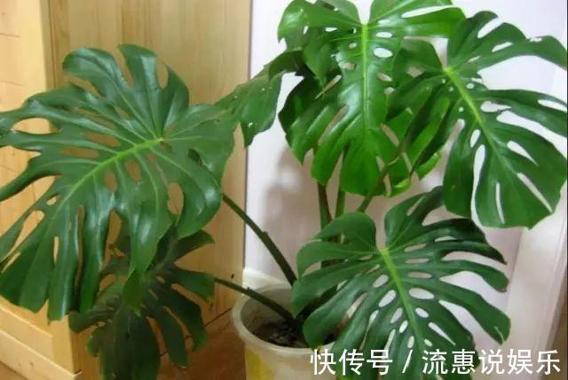 植物|家里养这些植物,有害气体一天天减少,家人更健康了