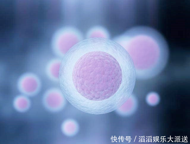 肉球|胎宝成型前的三个月,都在“忙”什么发育阶段挺神奇的!