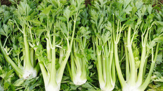 肥胖|燃脂效果最好的12种食物，比酸奶还刮油，瘦身排毒，赘肉悄悄溜走