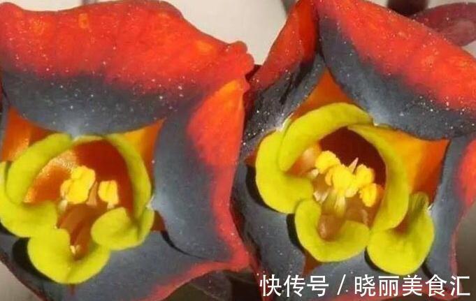 世界上最稀奇古怪的花儿,大多数人连一种都没见过,漂亮