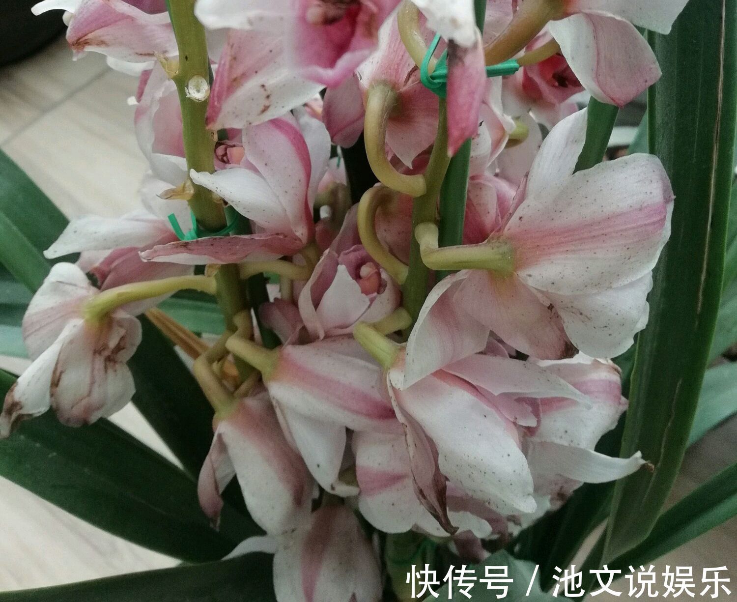 花盆|养大花蕙兰，选错花盆有风险，好多兰友易忽略，根系往外长