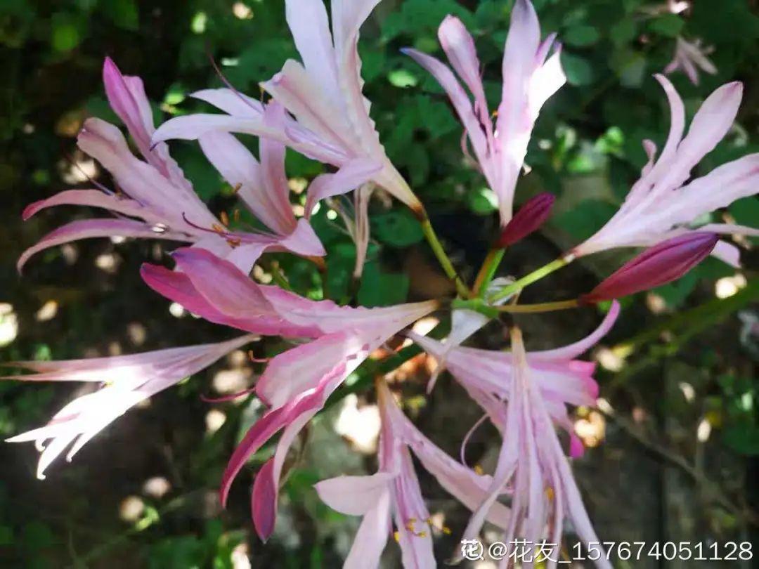 有毒性|20种有毒花,出门别乱摘,有小孩的特别注意