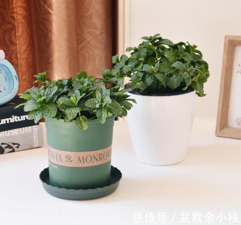 养成片|为什么薄荷值得养？价格低、成活率高，新人栽种轻松养成片