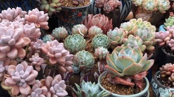 想要让多肉形象好,就应该及时的砍头,砍头后要注意这些细节