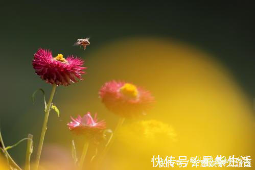 快乐|能嫁个好老公，婚后会备受爱人疼爱，幸福快乐的四大生肖女