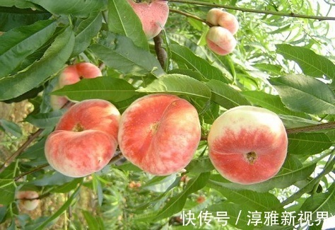 维生素c|女人45岁以后,开始冒皱纹,常吃以下三种水果,淡斑去皱、抗衰老