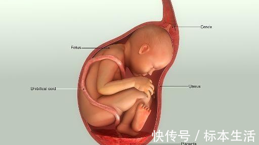 预产期|胎儿发动快不快或许怀孕晚期就可以察觉,早知道早舒心