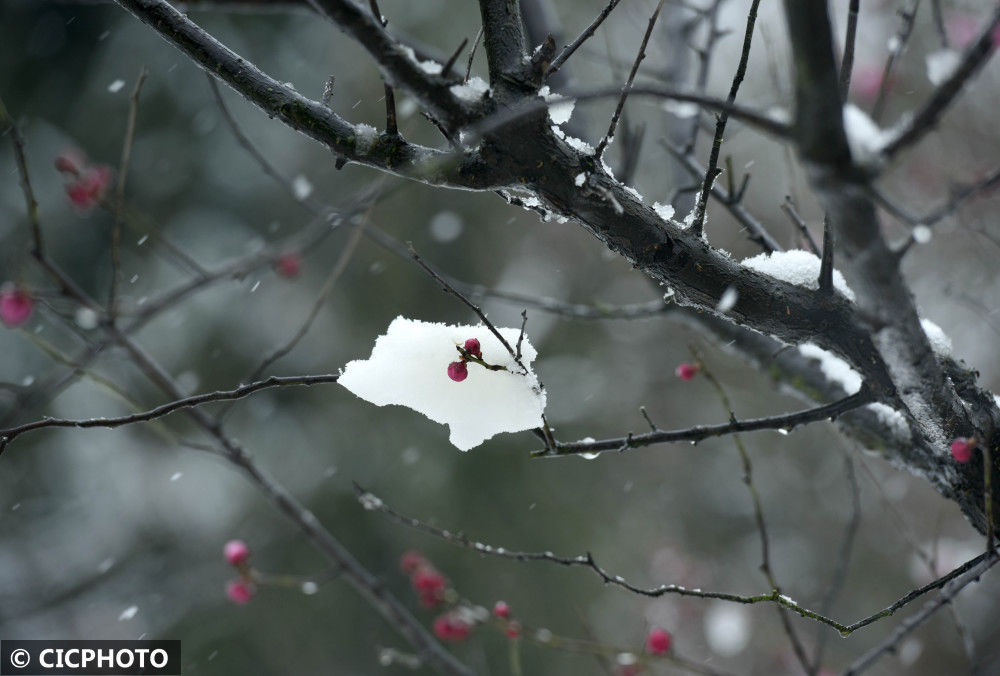 icphoto|新春雪绒绒