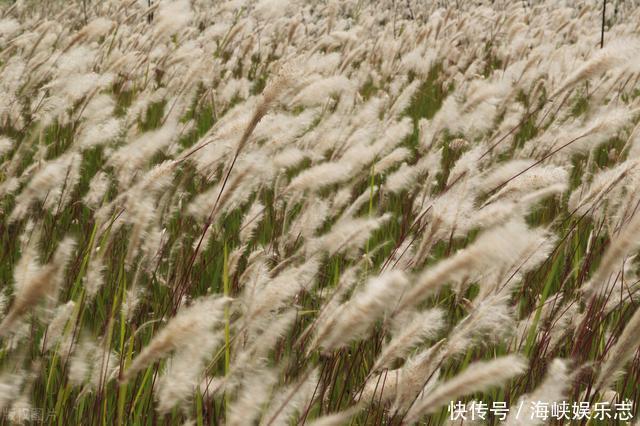 中年|微山湖为何成了“香饽饽”两省三市都“虎视眈眈”?微山湖游记