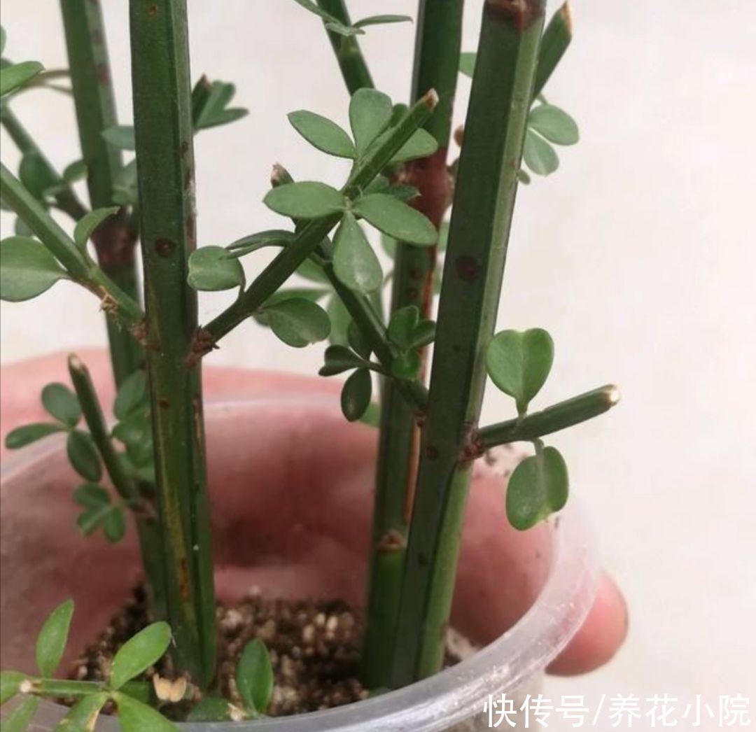 5种花不用买，1根枝条就能扦插，成活率高