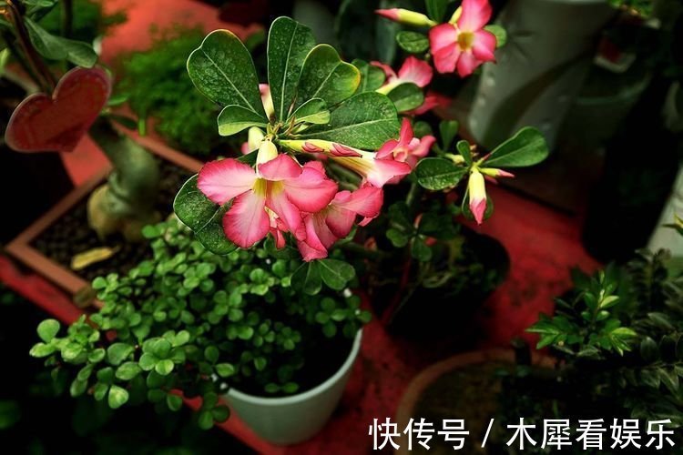 柚子皮做肥料养花 让花卉蹭蹭冒花苞 四季不断 效果超级棒 粉紫色 柚子皮做肥料养花 让花卉蹭蹭冒花苞 四季不断 效果超级棒 粉紫色
