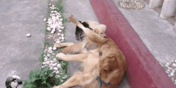 金毛|金毛生了窝奶狗,一半是金毛一半是德牧,结果还区别对待呢