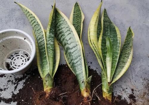 花土|养花不会换盆,没经验就记住这些方法,换一盆旺一盆,零损伤